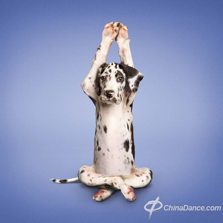 那么做着不同的舞蹈动作,一本正经地在练习瑜伽地狗狗是否会博得你的